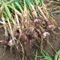 سیر|خدمات باغبانی و درختکاری|اسلام آباد, |دیوار