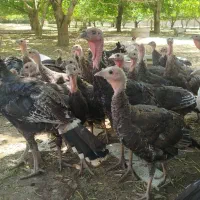 تعداد ۵۰ عدد بوقلمون برنز اصل آمریکایی سرحال