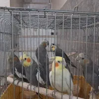 عروس هلندی دستی