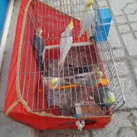عروس هلندی ۷عدد