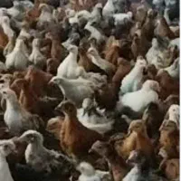 جوجه مرغ و خروس گلپایگانی