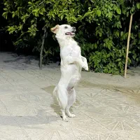 سگ اشپیتز