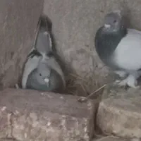 کبوتر