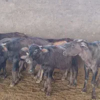 گوساله گاومیش