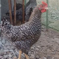 خروس آمروک سه ماهه