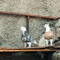 کفتر شازده زرد وهما سرور