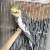 عروس هلندی نر