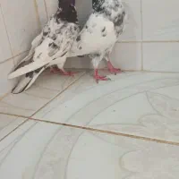 کبوتر|پرنده|کوهدشت, |دیوار