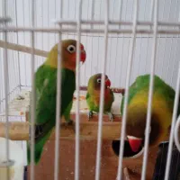پرنده