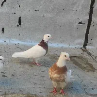 فروشی یک جفت طوقی مهر