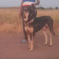 سگ‌نگهبان