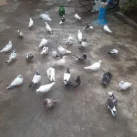 کبوتر|پرنده|صومعه‌سرا, |دیوار