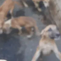 واگذاری توله سگ و کوچک