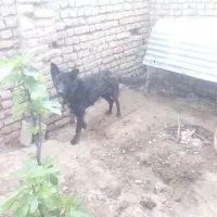 ژرمن