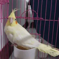 فروش یک عدد عروس هلندی