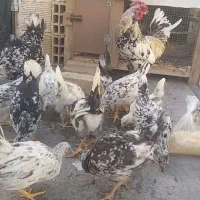 تخم مرغ نطفه دار  گلین ریشی