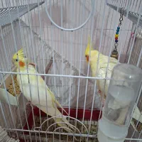 عروس هلندی مولد