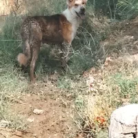 سگ برا نگهبانی