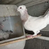 سار کاکلی