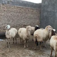 ۵راس میش