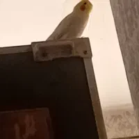 عروس هلندی سخن گو