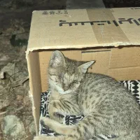 بچه گربه با چشم عفونت کرده