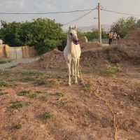 اسب کرد  عرب