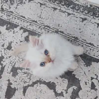 گربه پرشین چشم آبی