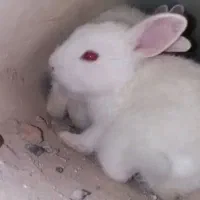 خرگوش