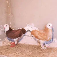 کفتر شازده هما جوجه...