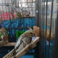 مورد حمایتی رایگان