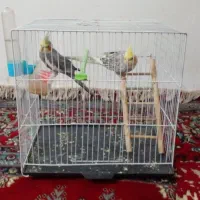 دو عدد عروس هلندی نر سخنگو