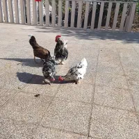 یک عددخروس بادوعددمرغ گلین بایک عددمرغ کرمانشاهی