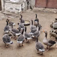 قاز محلی یاهمون طبیعی