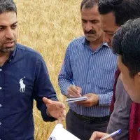 کود مخصوص شلتوک، خشکه کاری و غرق آبی