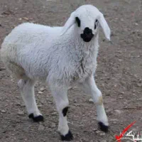 ذبح شرعی گوسفند گاو شتر در اسرع وقت