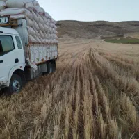 فروش کاه گندم یم