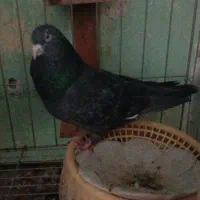 یک جفت کبوتر