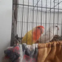 یک جفت کوتوله معاوضه با یک جفت قناری
