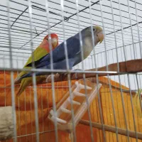 سوسنگرد خیابان 48متری