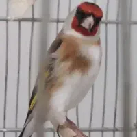 فروش سهره جفتی مست جوجه قفس