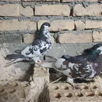 ۲ جفت کبوتر آماده تقدیم