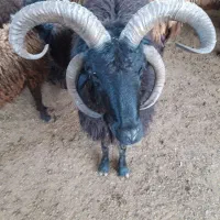 کود گوسفندی