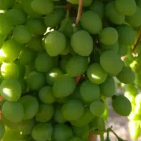 غوره درجه یک وابدار