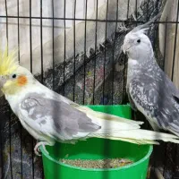 یک جفت عروس هلندی با قفس و خانه