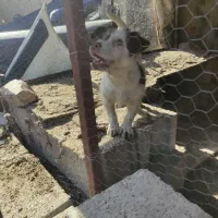 سگ پاکوتاه