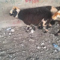 بره