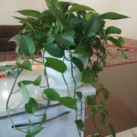 گل طبیعی بسیار زیبا