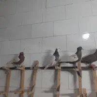 تکی دونه ۳۰۰