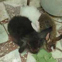 خرگوش لوپ اصل و خرگوش دورگ لوپ جرسی
